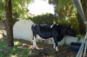 Set, la vacca vivente più punteggiata in Italia, e con oltre 100mila kg di latte prodotto in carriera.